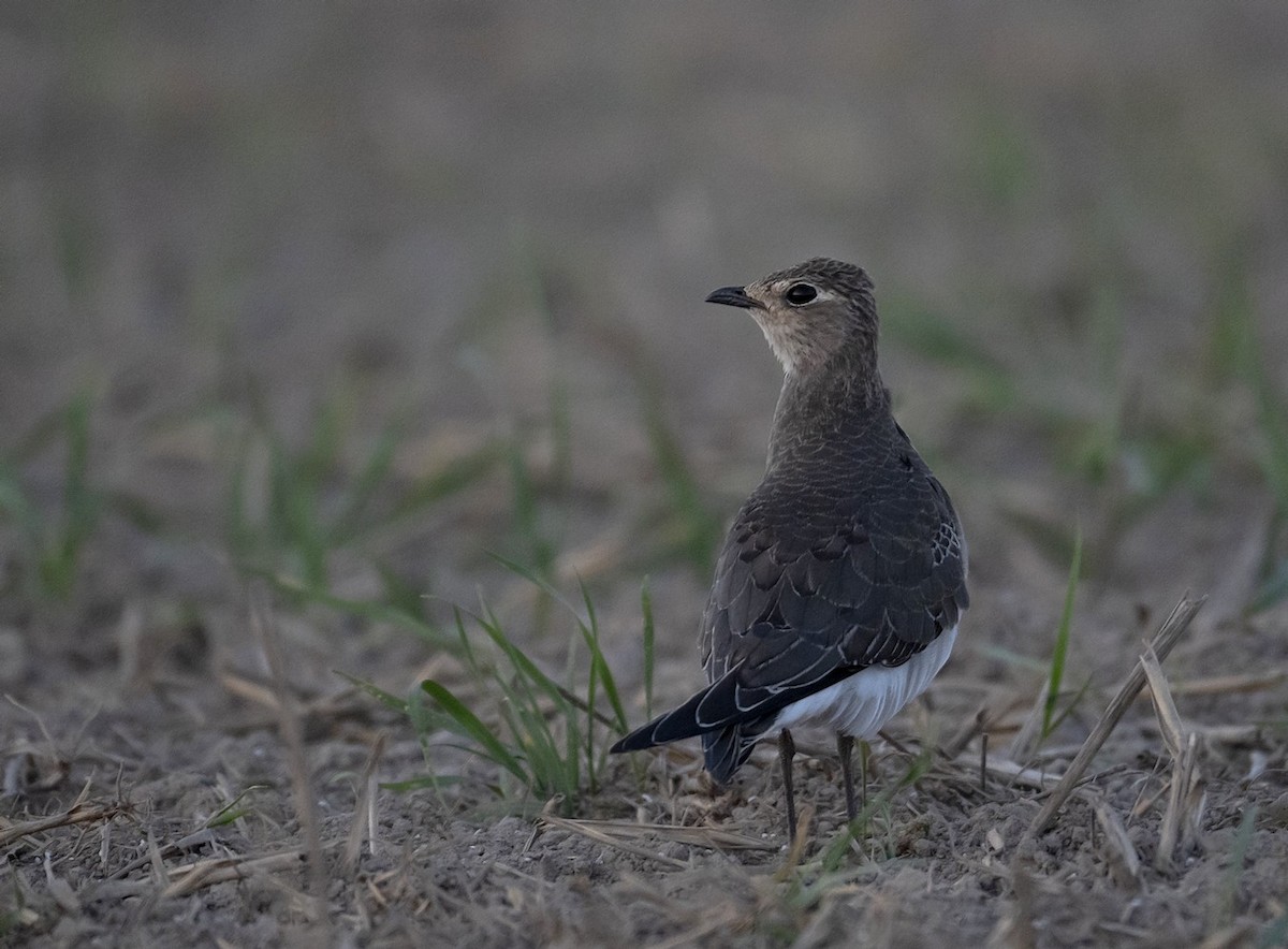 Black-winged Pratincole - ML623330279