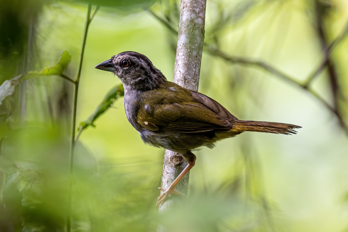 Green-backed Sparrow - ML623330281