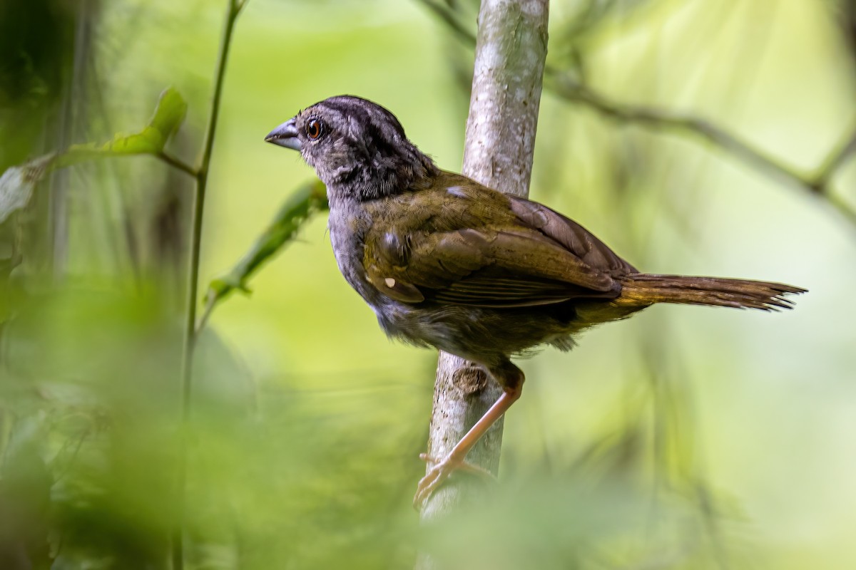 Green-backed Sparrow - ML623330287