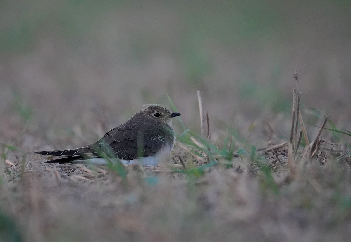 Black-winged Pratincole - ML623330288