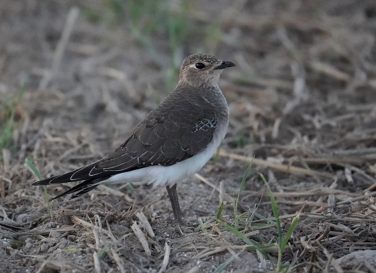 Black-winged Pratincole - ML623330291