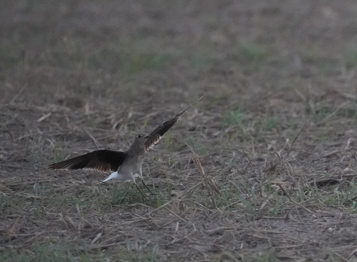 Black-winged Pratincole - Grzegorz Grygoruk