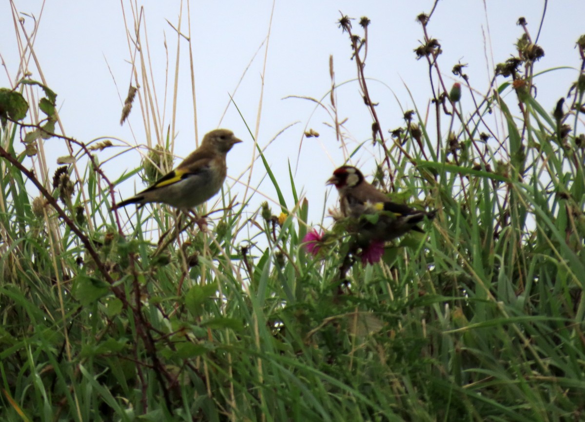 European Goldfinch - ML623330315