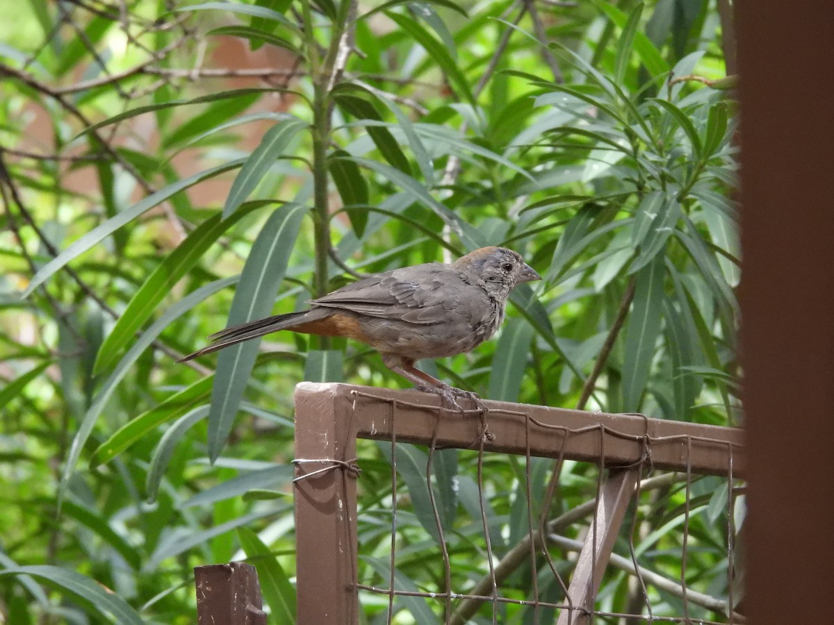 Canyon Towhee - ML623330316