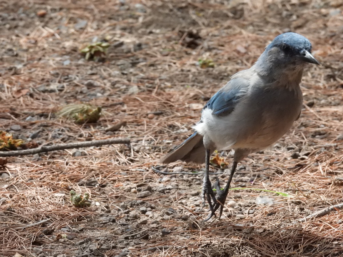 Mexican Jay - ML623330332