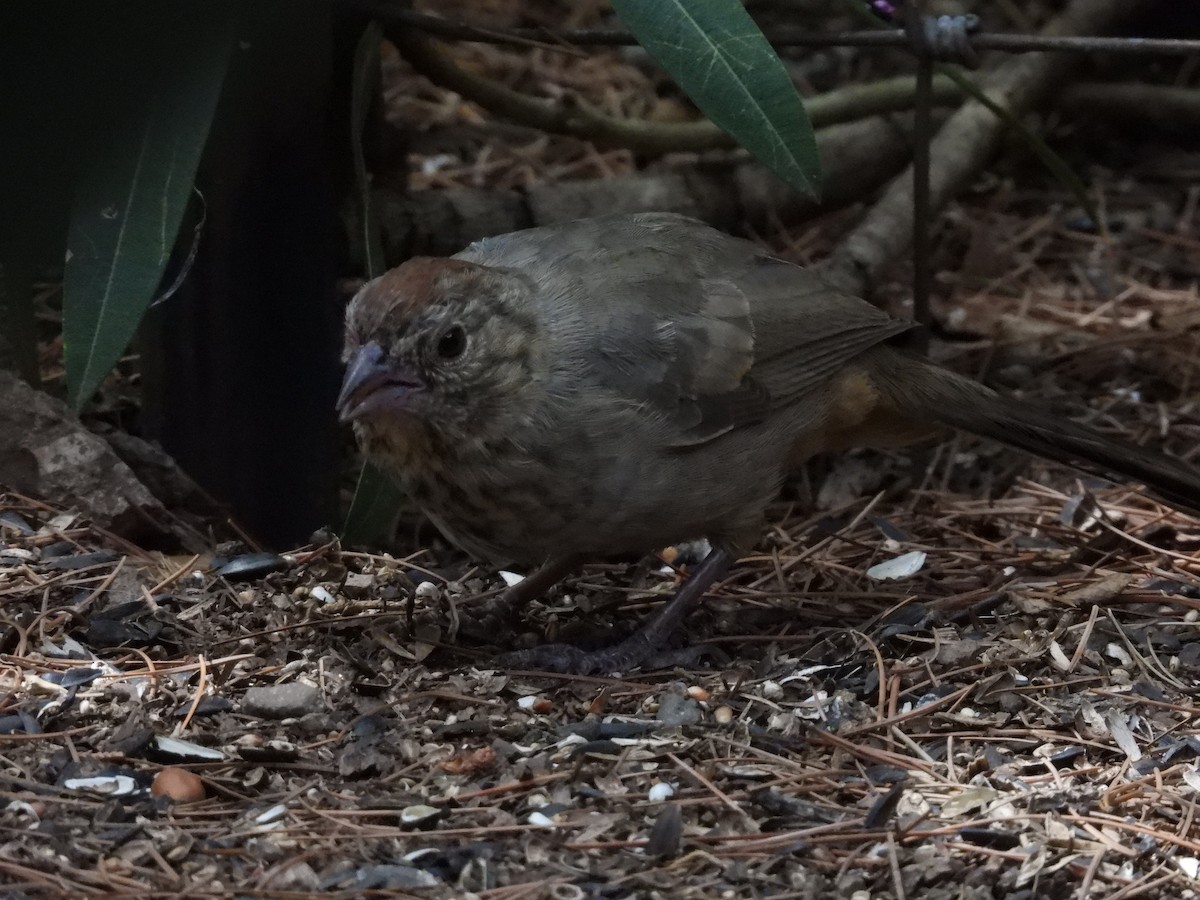 Canyon Towhee - ML623330356