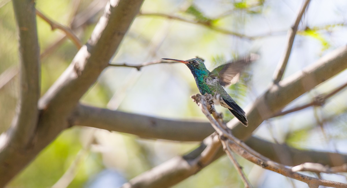 Colibrí Piquiancho Común - ML623330360