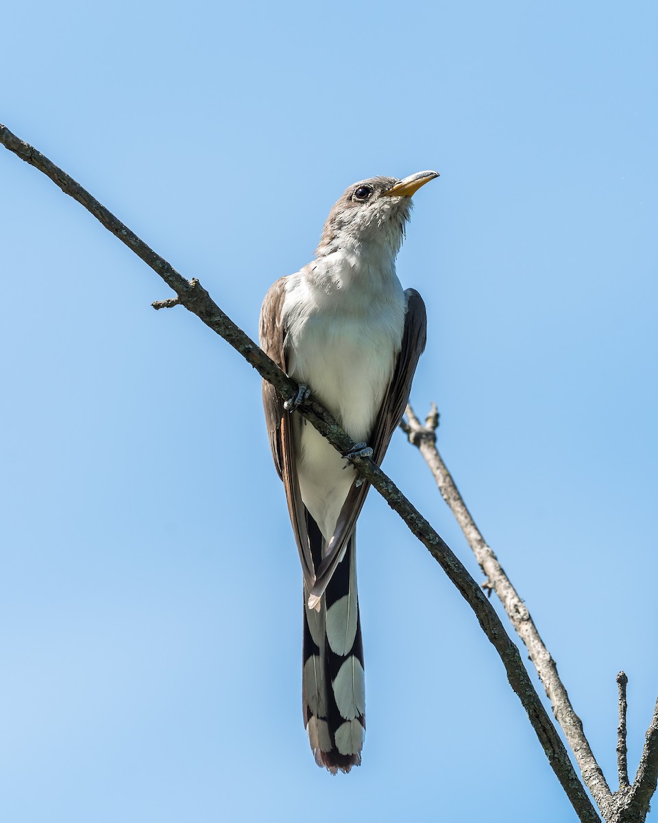 Yellow-billed Cuckoo - ML623330373