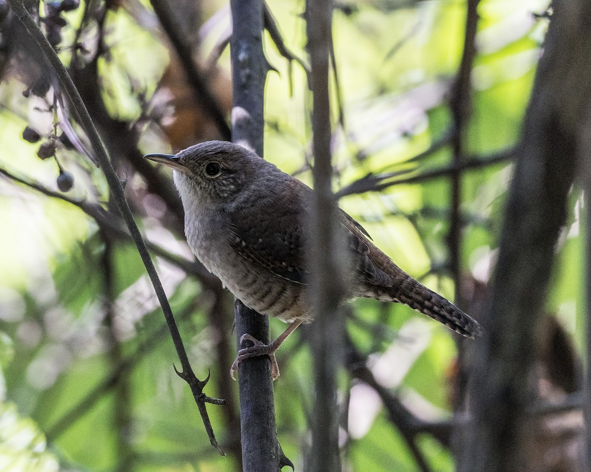 House Wren - ML623330378