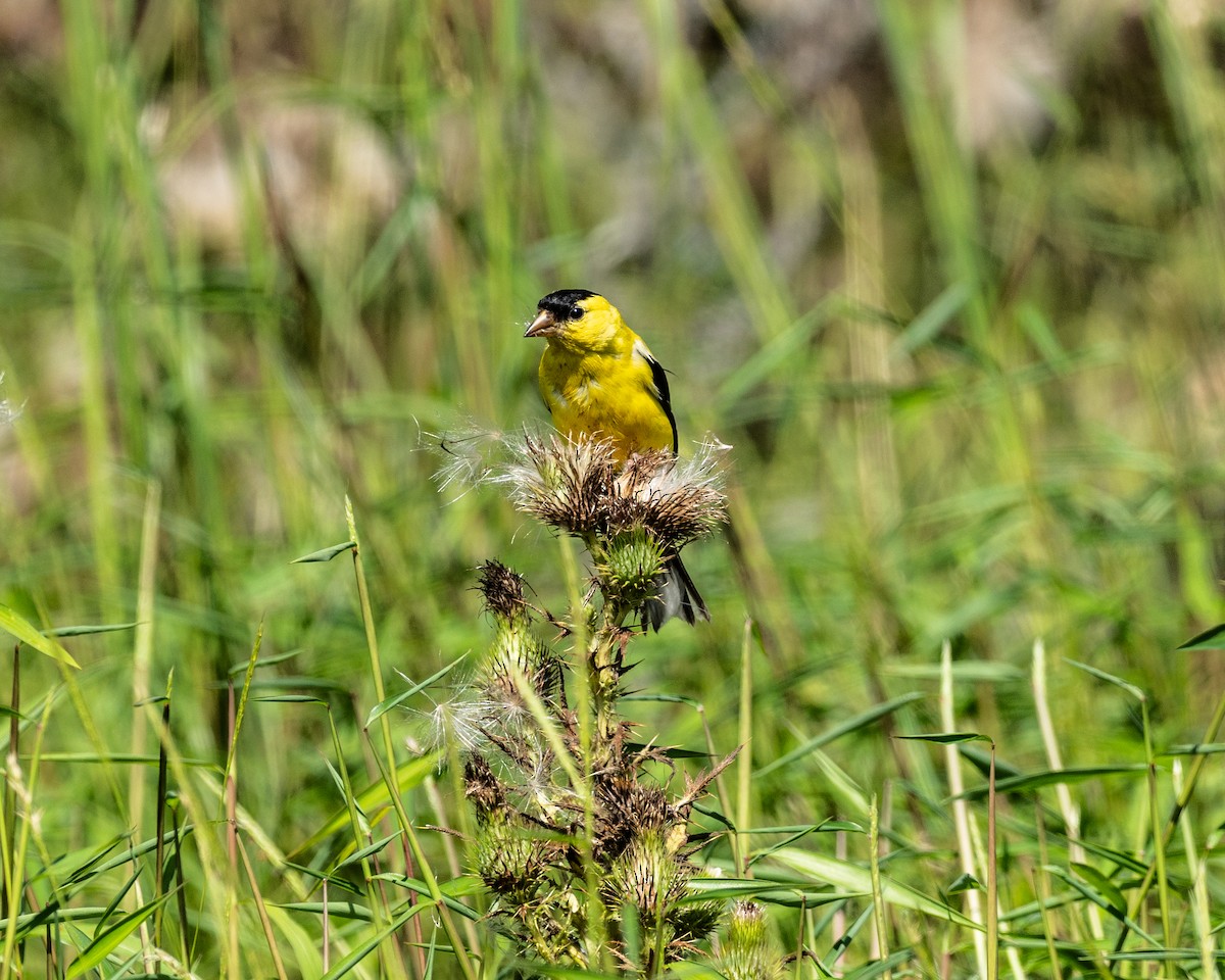 American Goldfinch - ML623330380