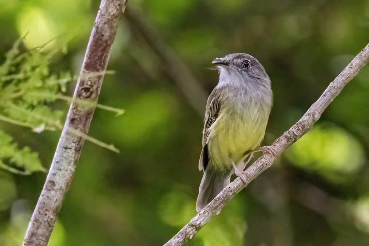 Northern Bentbill - ML623330381