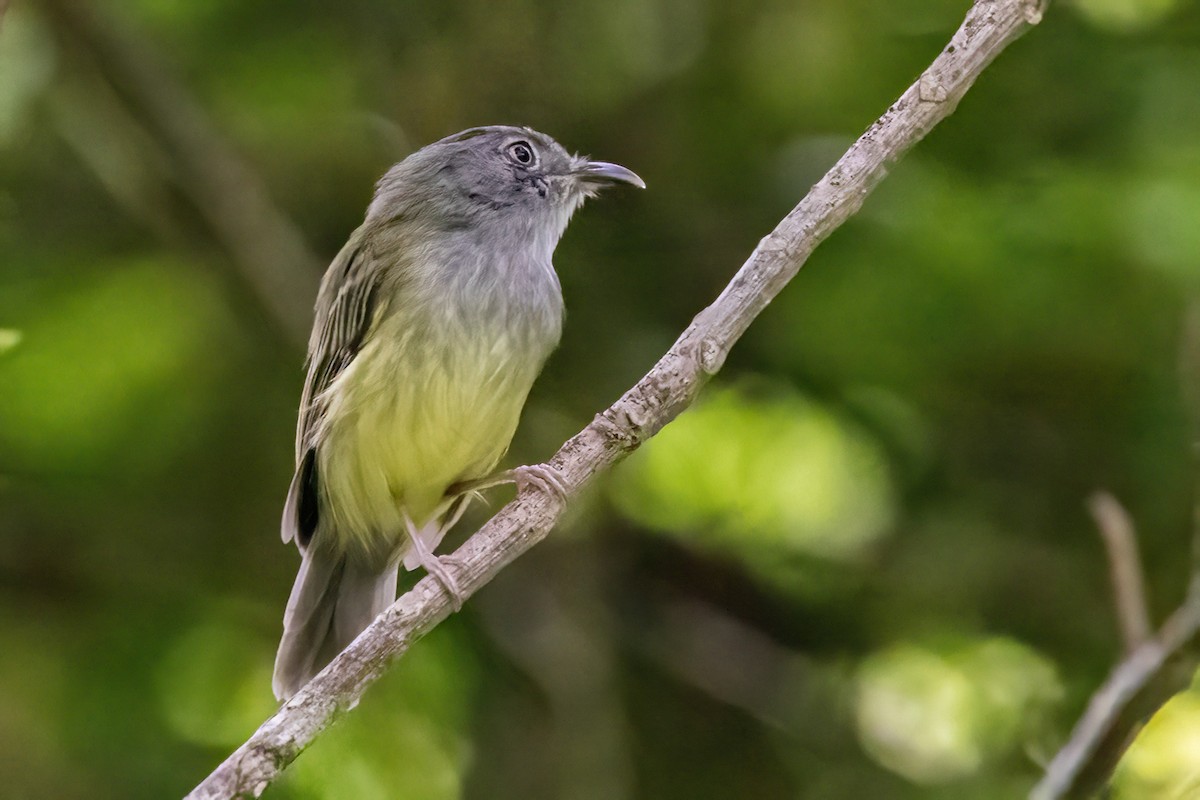 Northern Bentbill - ML623330384