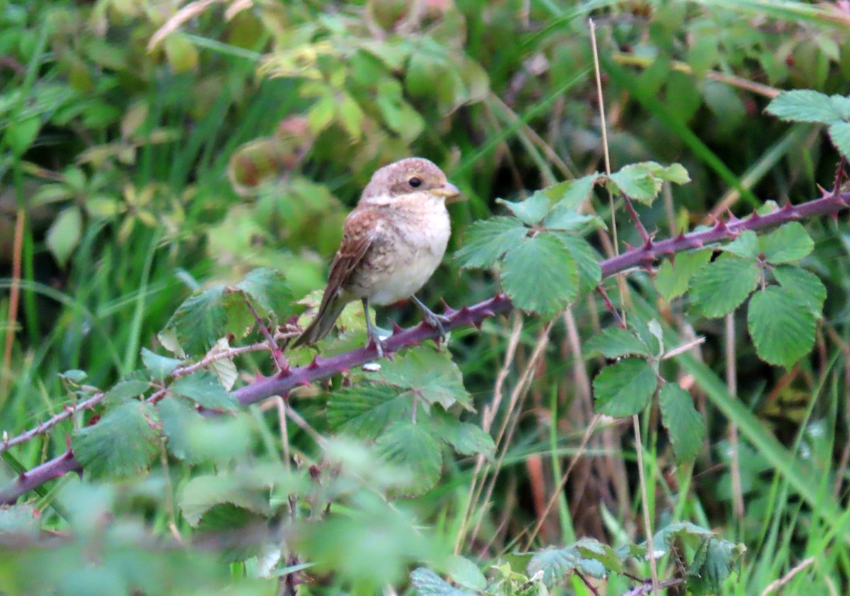 Red-backed Shrike - ML623330385