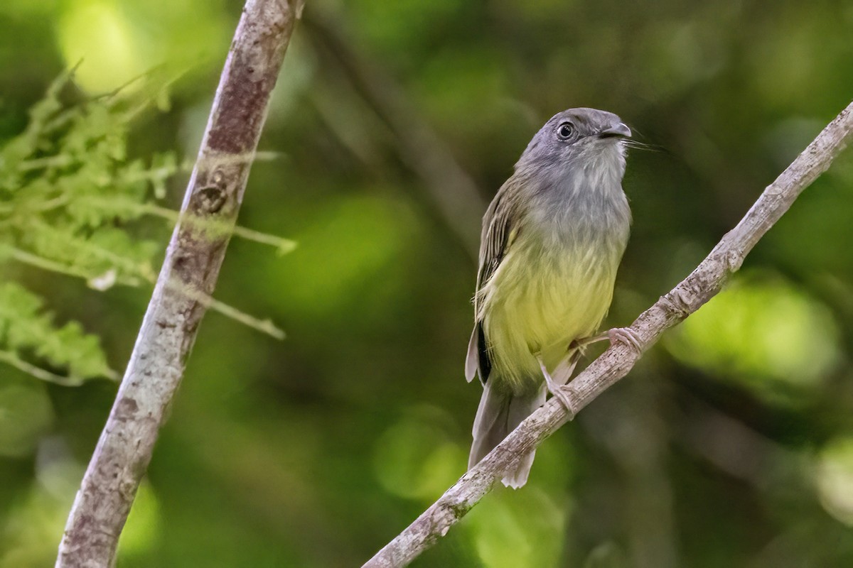 Northern Bentbill - ML623330386