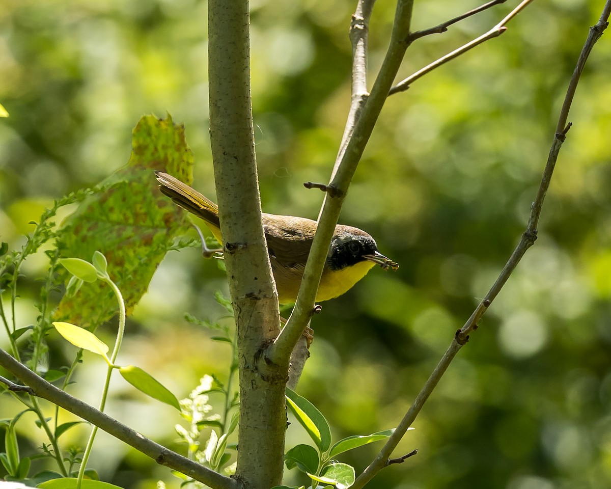 Common Yellowthroat - ML623330387