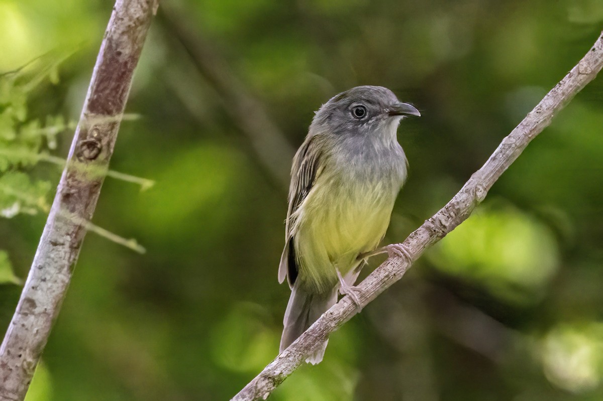 Northern Bentbill - ML623330389