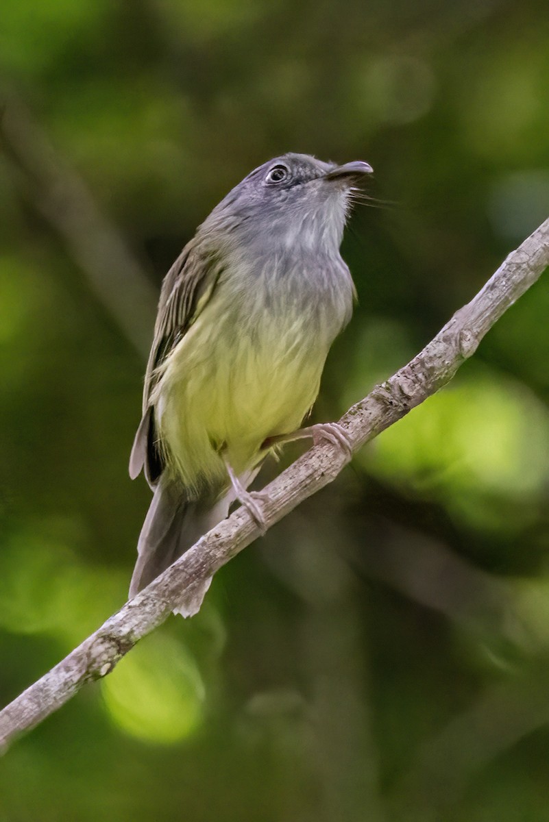 Northern Bentbill - ML623330392