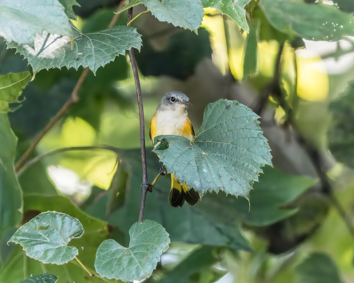 American Redstart - ML623330393