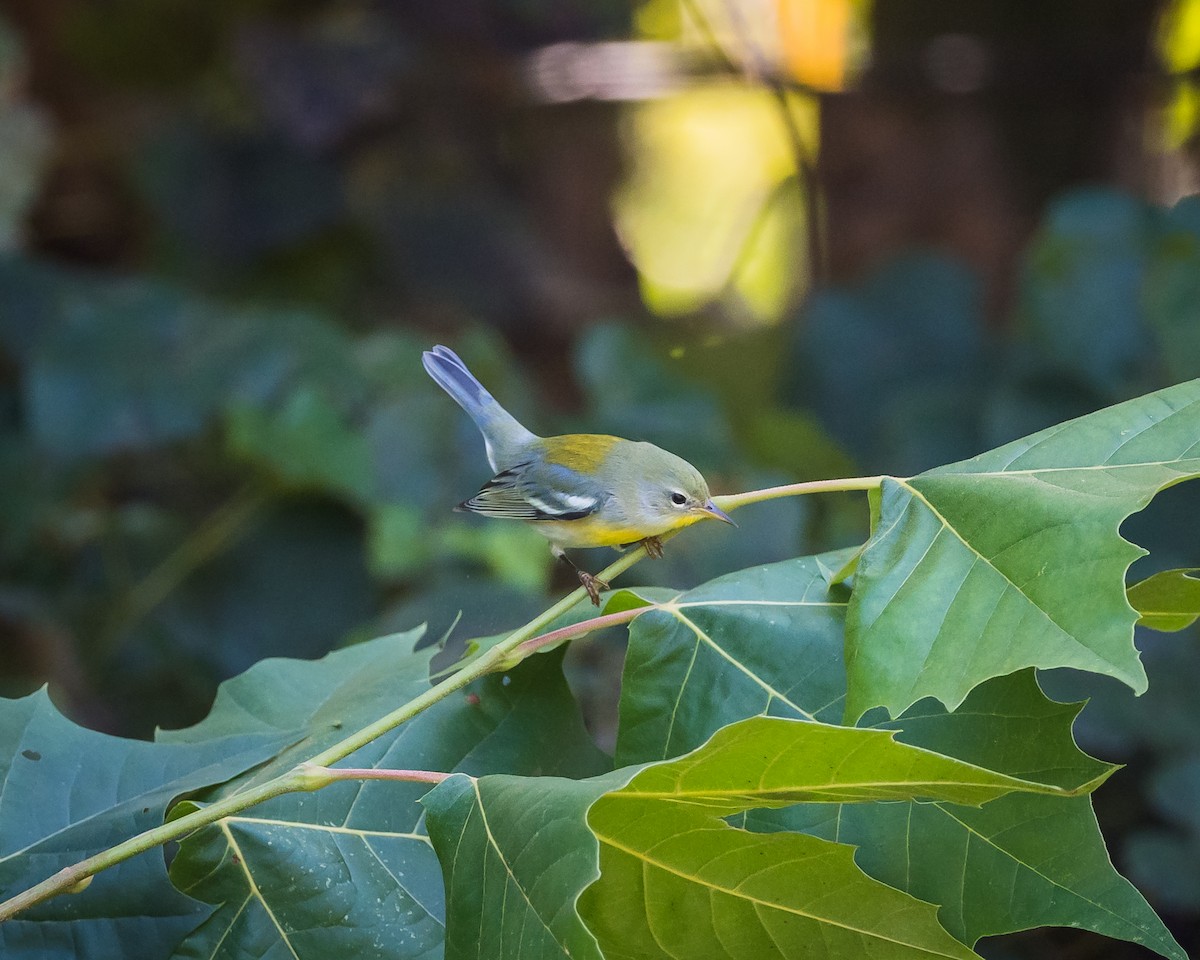 Northern Parula - ML623330395