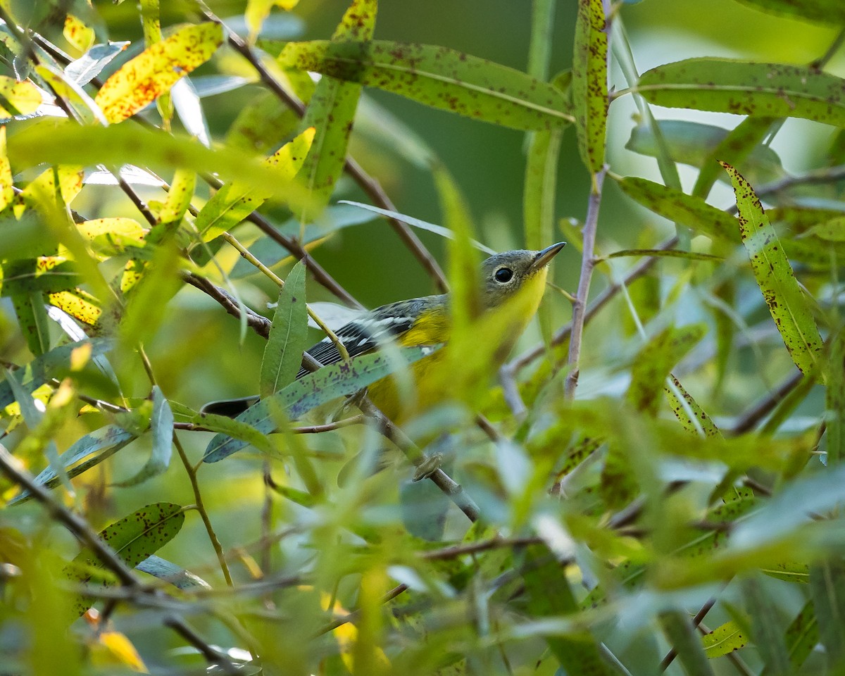 Magnolia Warbler - ML623330396