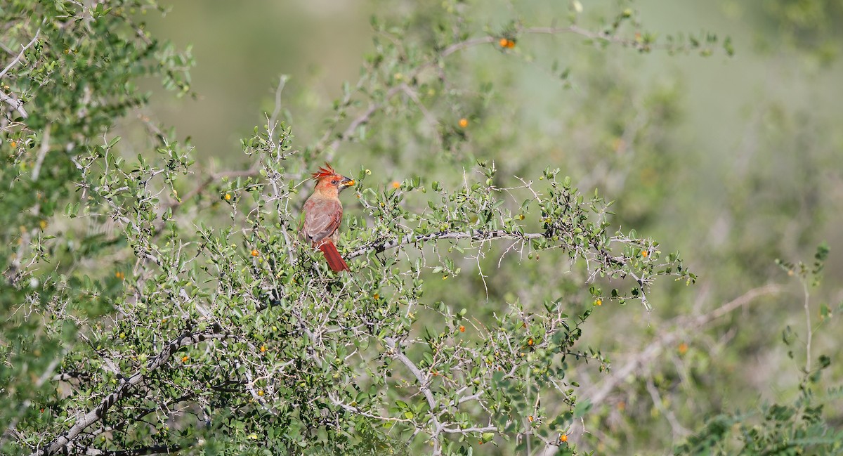 Cardenal Norteño - ML623330441