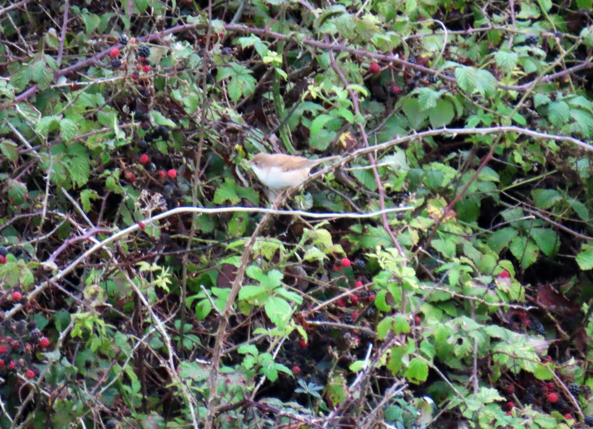 Greater Whitethroat - ML623330457