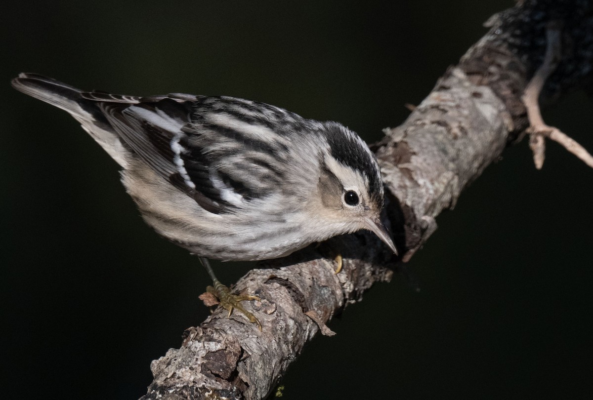 Black-and-white Warbler - ML623330595