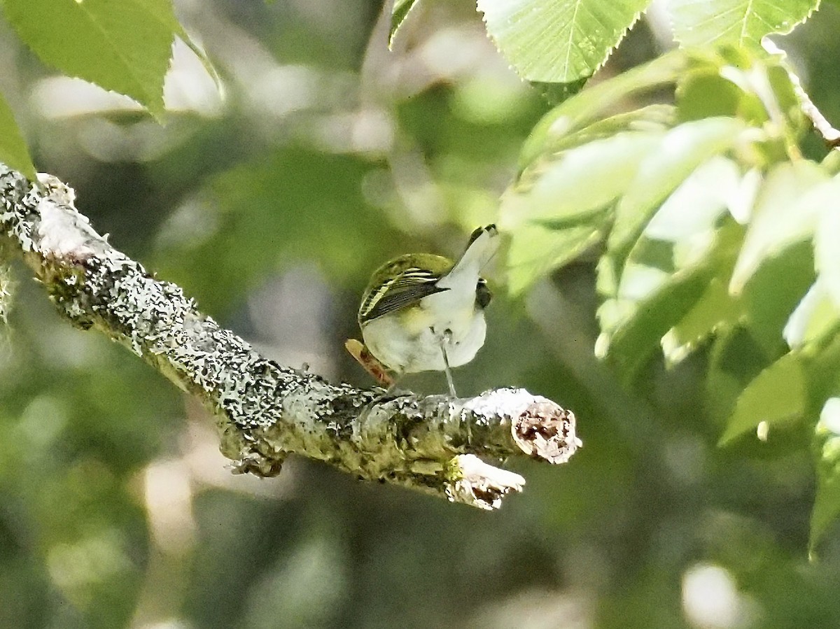 Gözlüklü Çalıkuşu - ML623330622