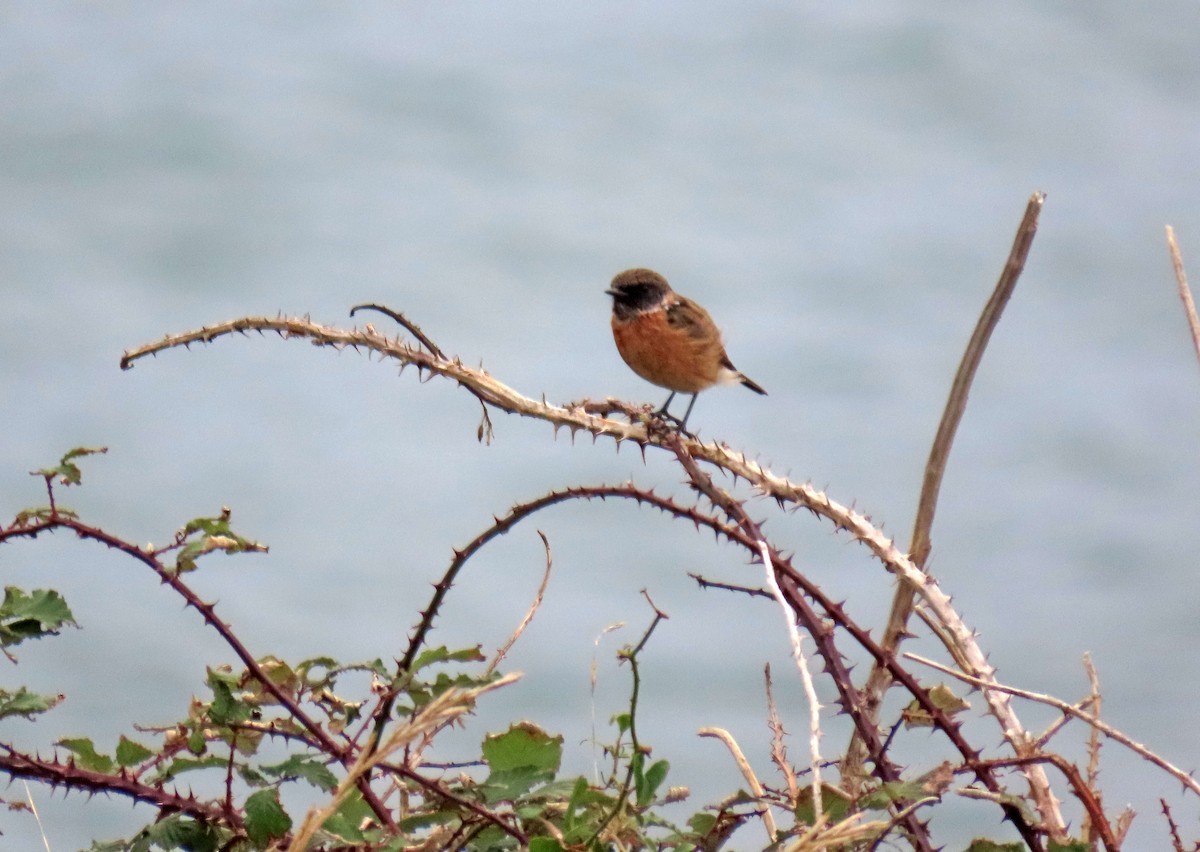 European Stonechat - ML623330625