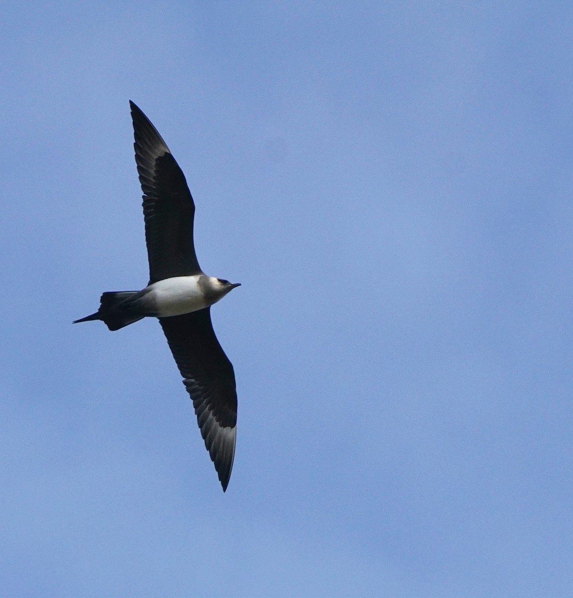 Годон хайлгана - ML623330639