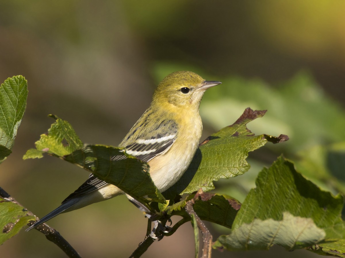 Bay-breasted Warbler - ML623330723