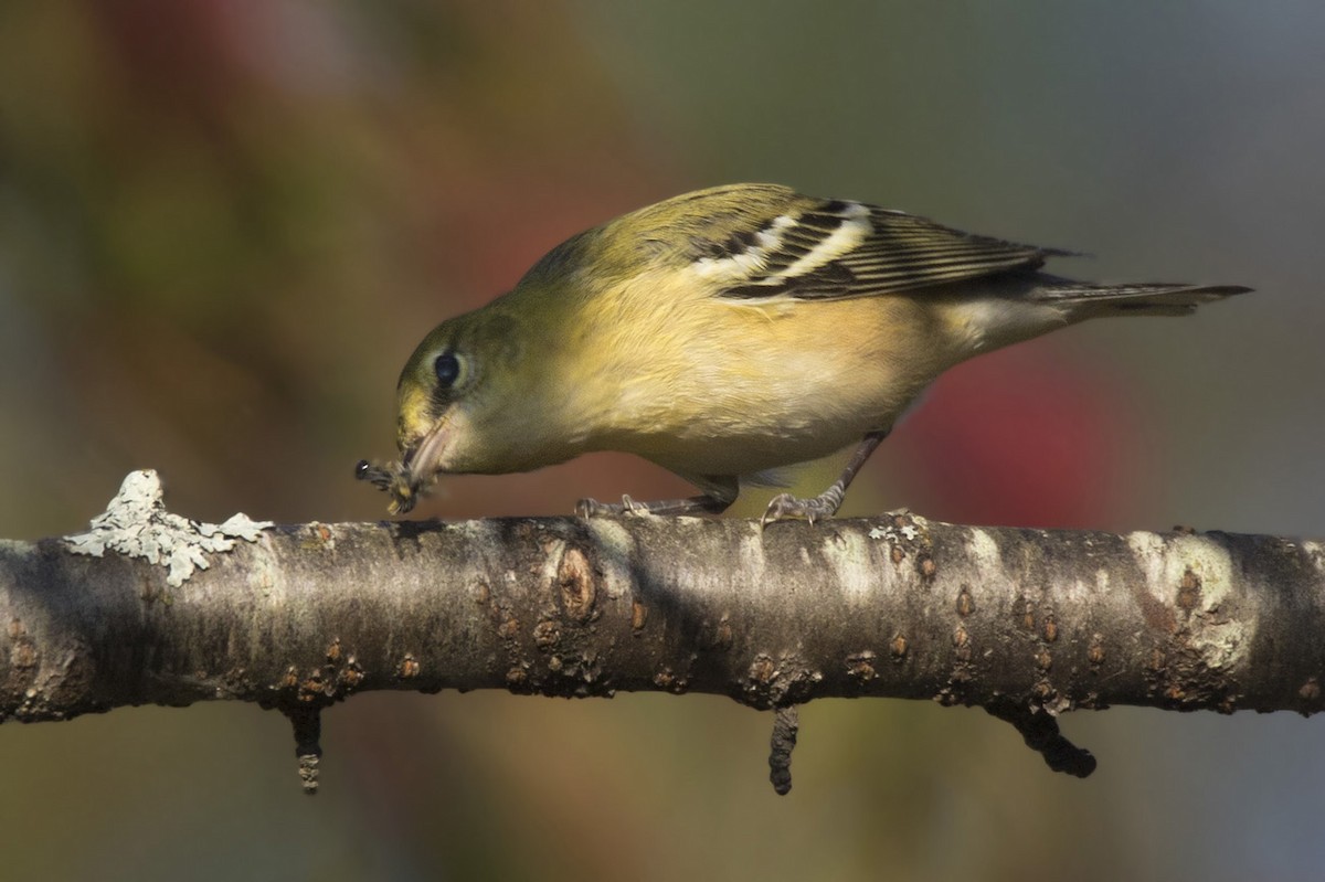 Bay-breasted Warbler - ML623330736