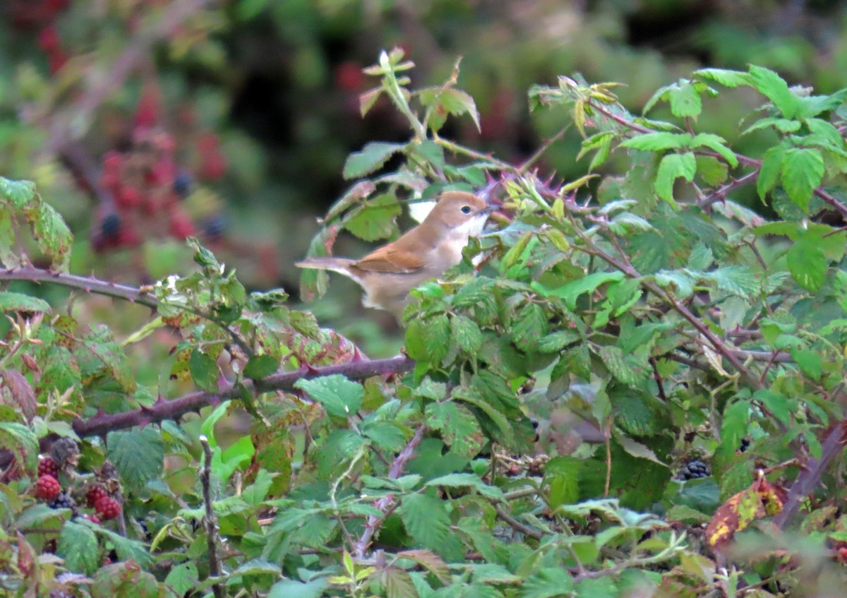 Greater Whitethroat - ML623330744