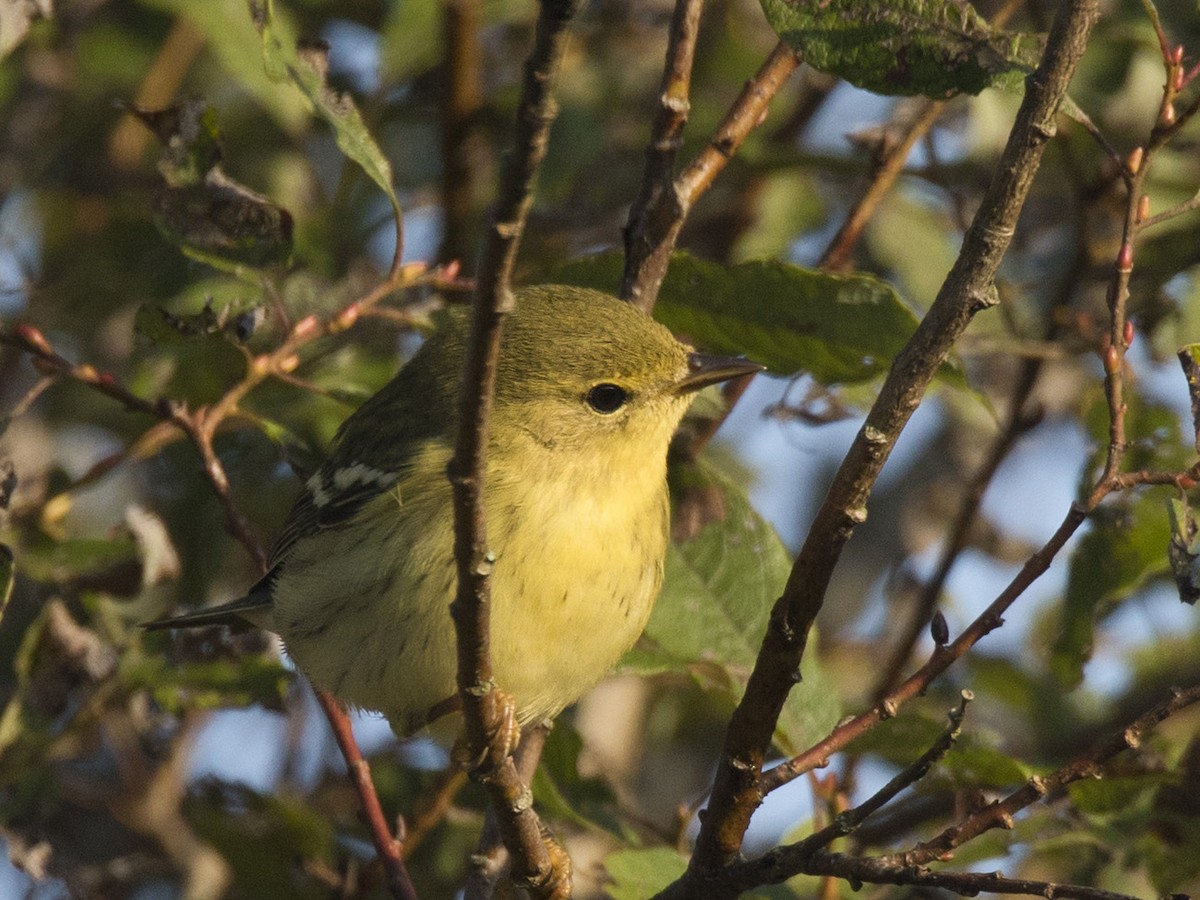 Blackpoll Warbler - ML623330747