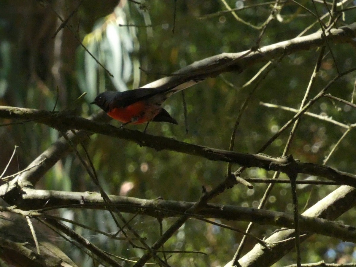 Slate-throated Redstart - ML623330756