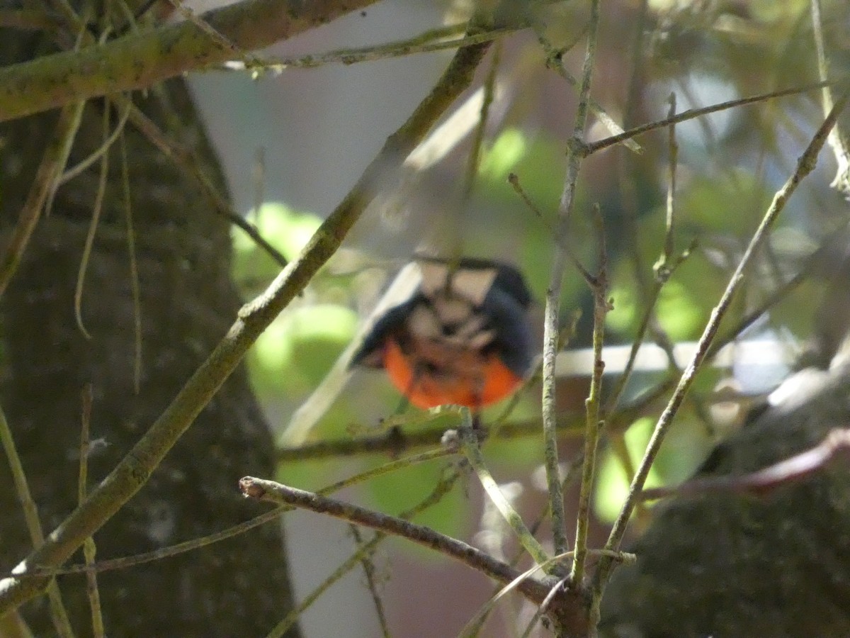 Slate-throated Redstart - Roberto Macay