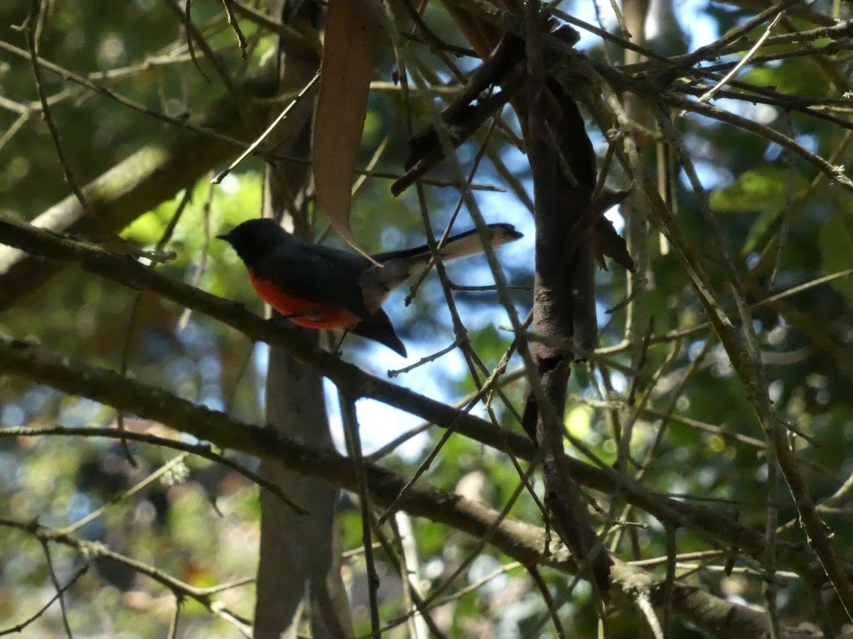 Slate-throated Redstart - ML623330758