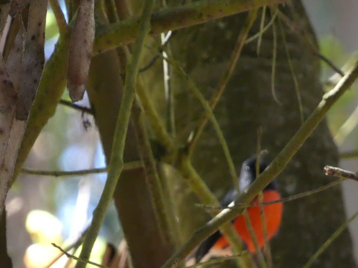 Slate-throated Redstart - ML623330759