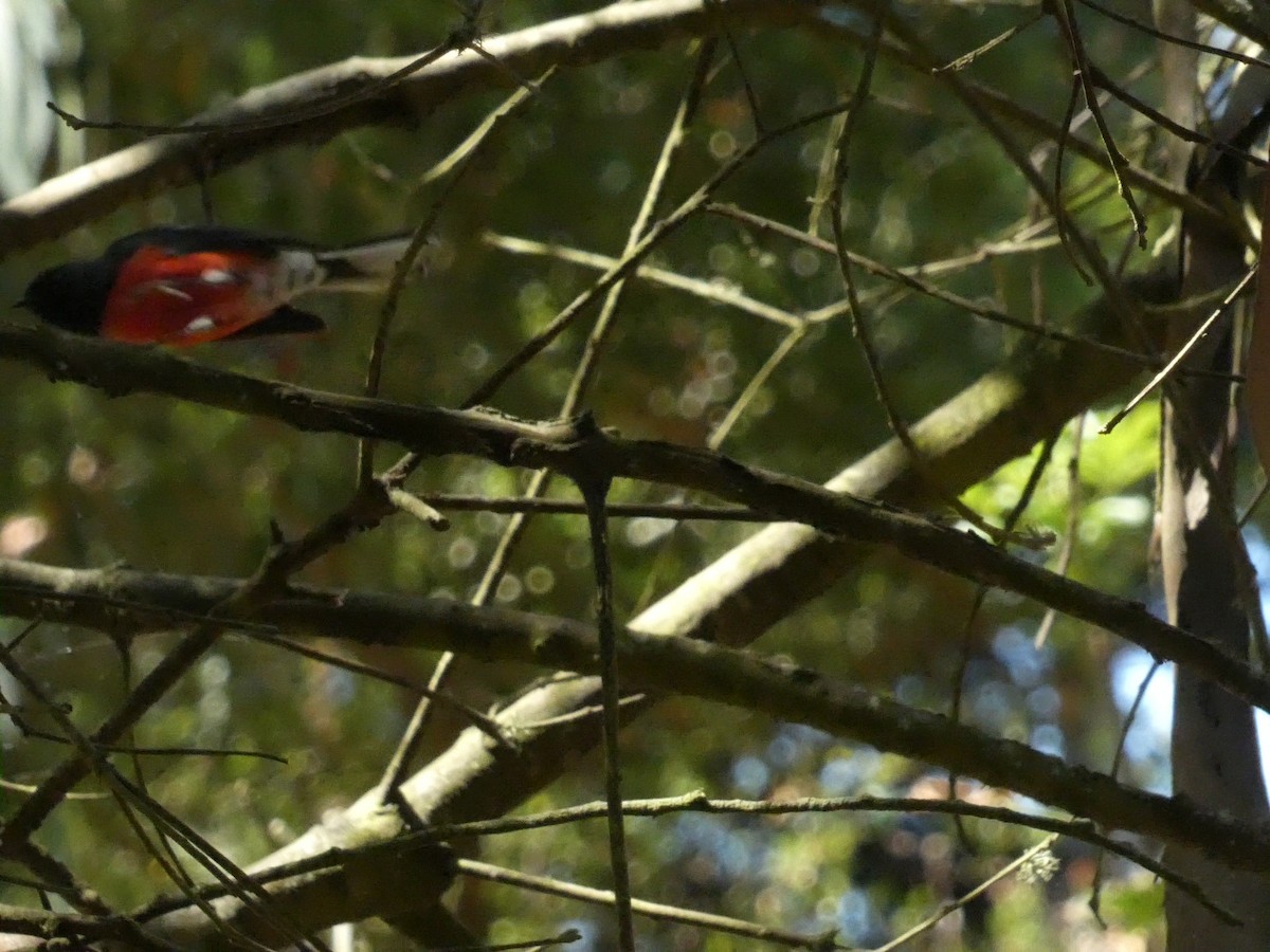 Slate-throated Redstart - ML623330760