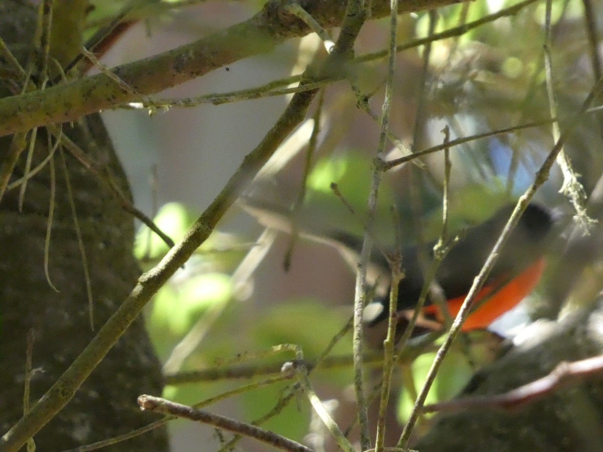 Slate-throated Redstart - ML623330761