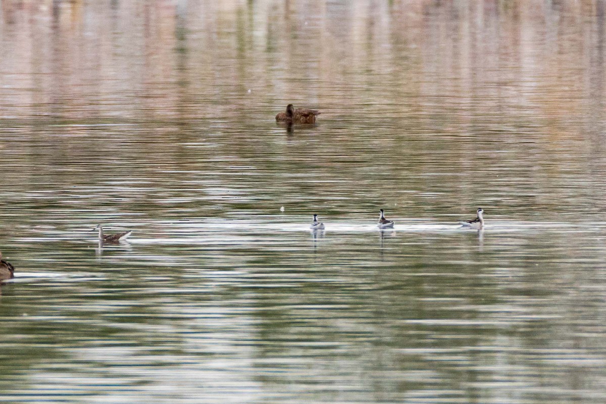 Red-necked Phalarope - ML623330782