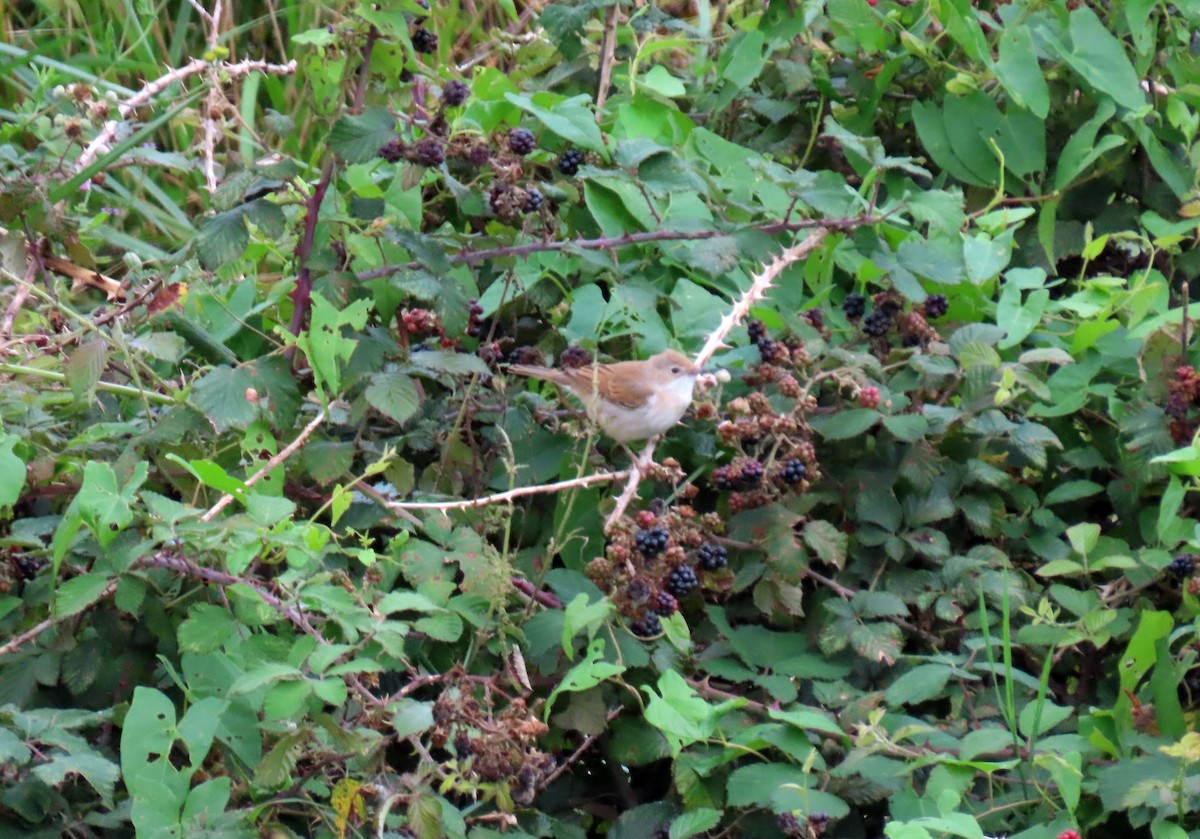 Greater Whitethroat - ML623330792