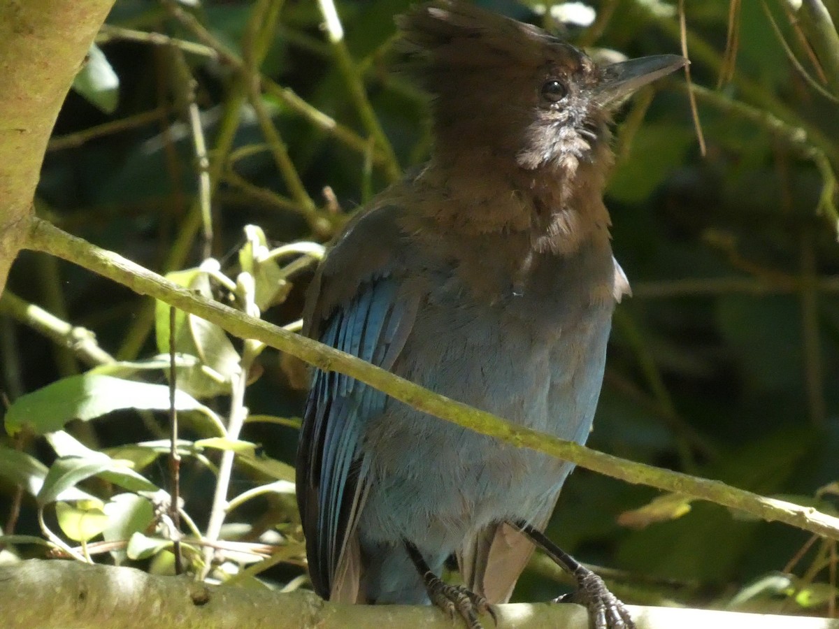 Steller's Jay - ML623330802