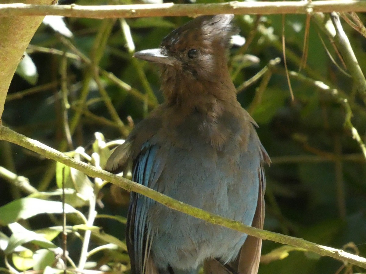 Steller's Jay - ML623330803