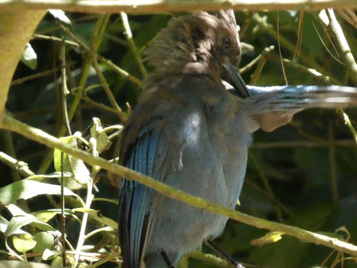 Steller's Jay - ML623330804