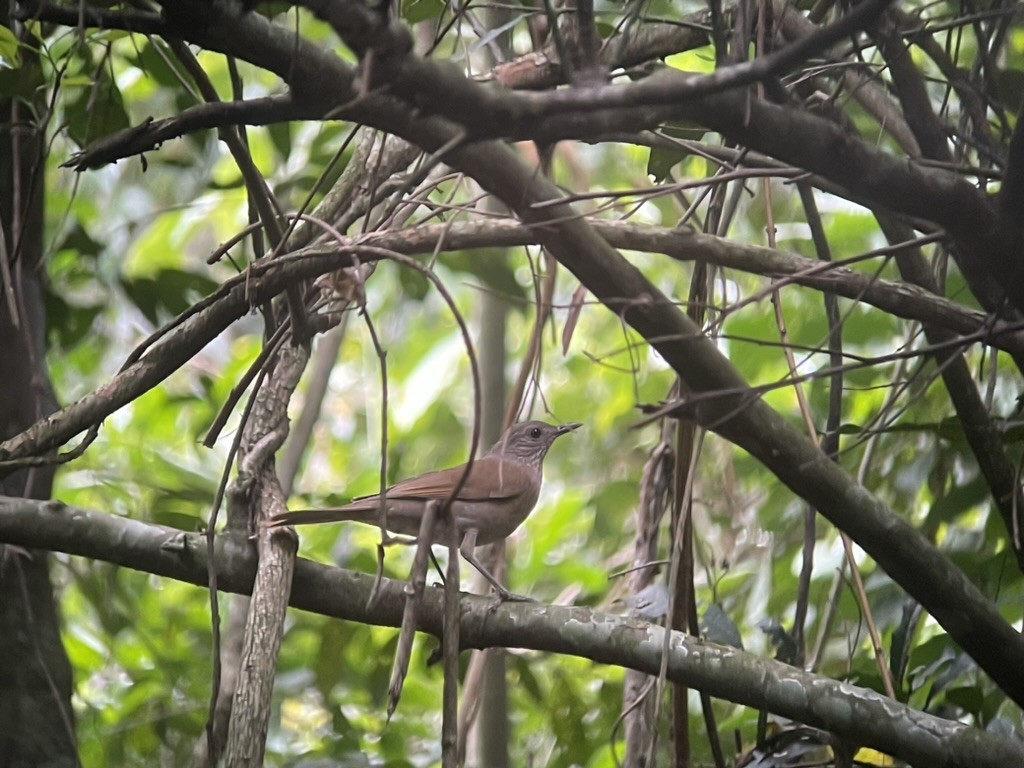 Pale-breasted Thrush - ML623330807