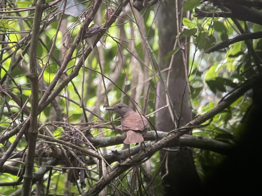 Pale-breasted Thrush - ML623330812