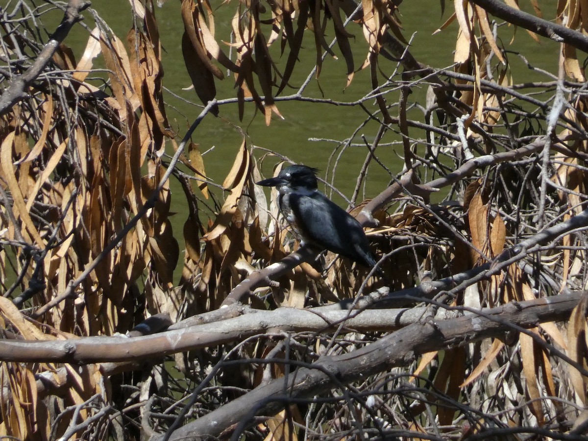 Belted Kingfisher - ML623330814