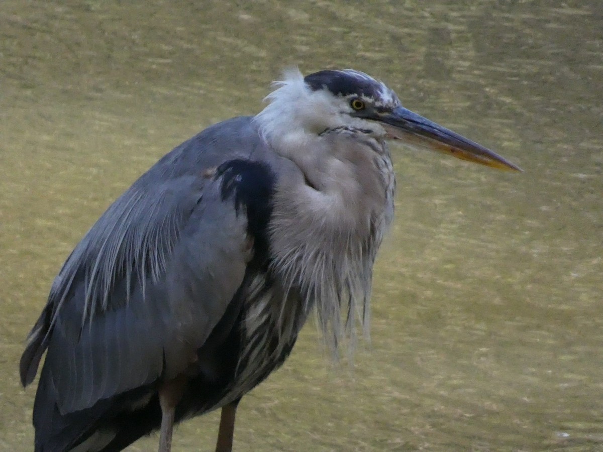 Great Blue Heron - ML623330817