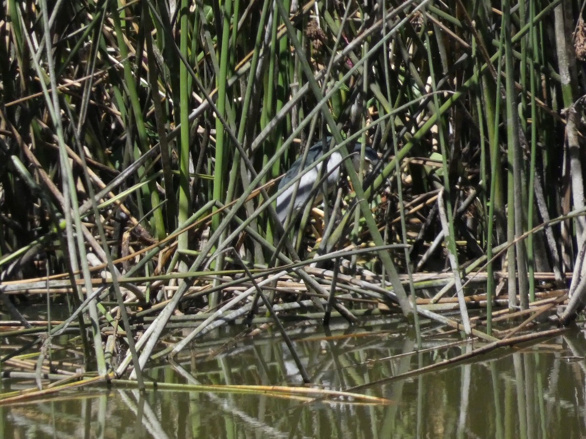 Black-crowned Night Heron - ML623330823